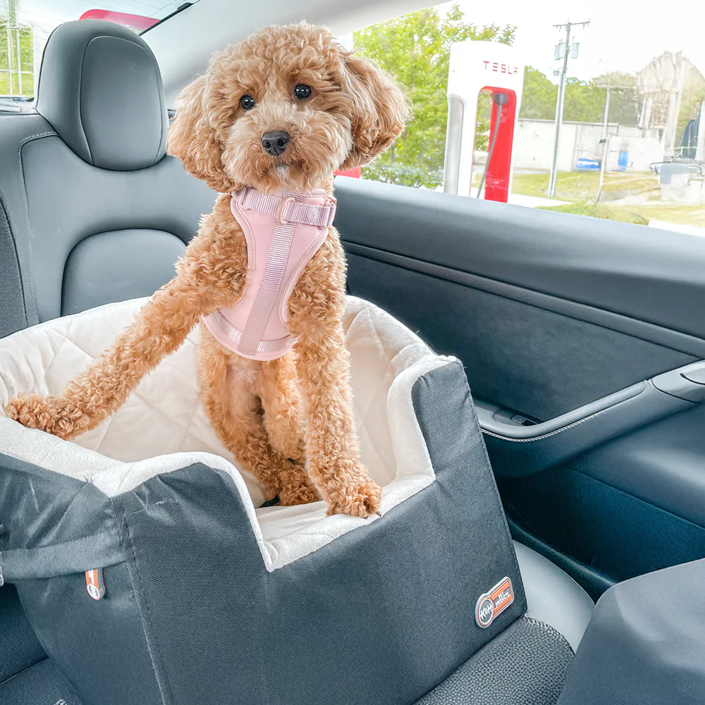 New Dog Products