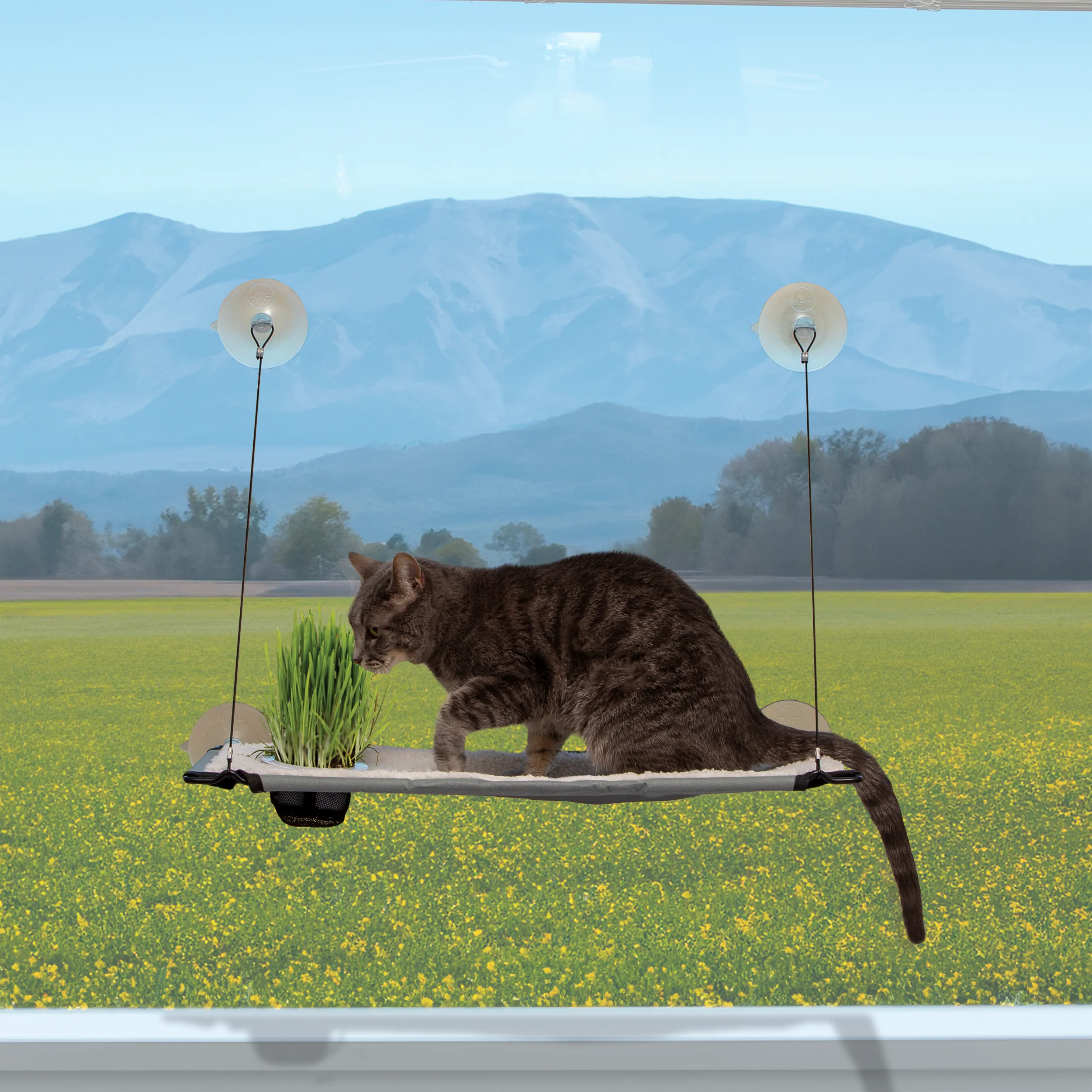New Cat Products
